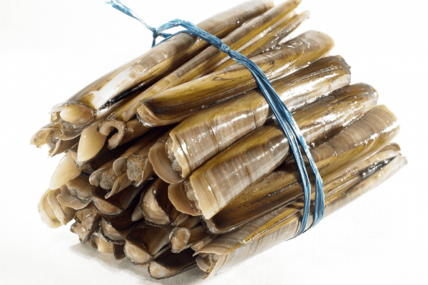 Couteau – La botte de 1Kg