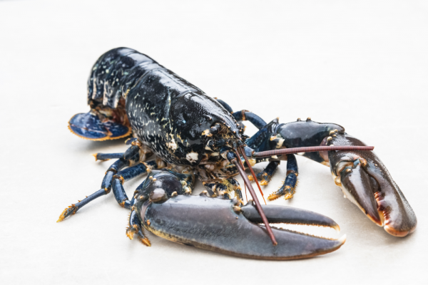 Homard – Poids à la demande