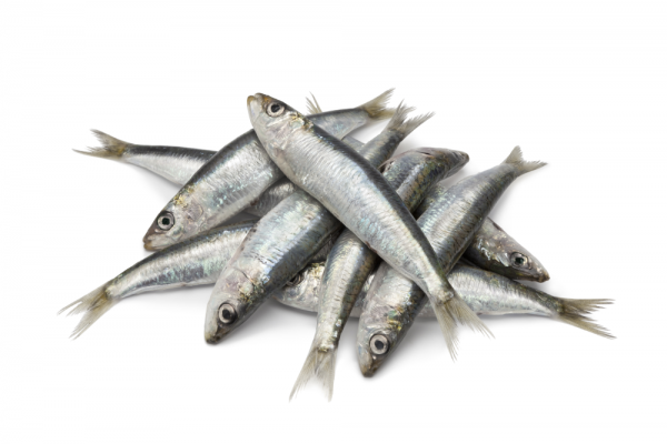 Sardine – 1Kg