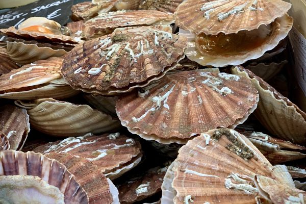 Coquille St Jacques décortiquées – 500g