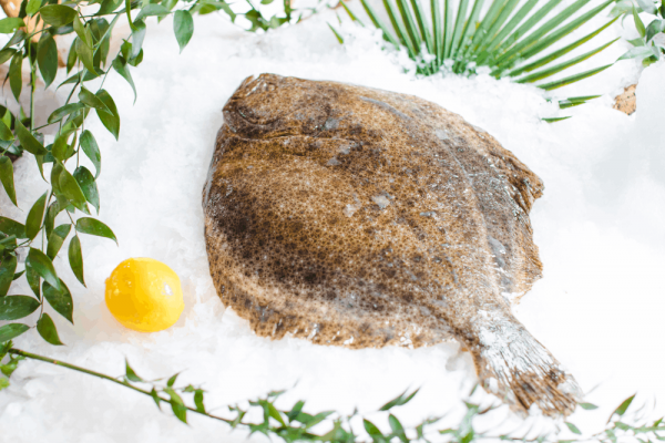 Turbot – 2Kg